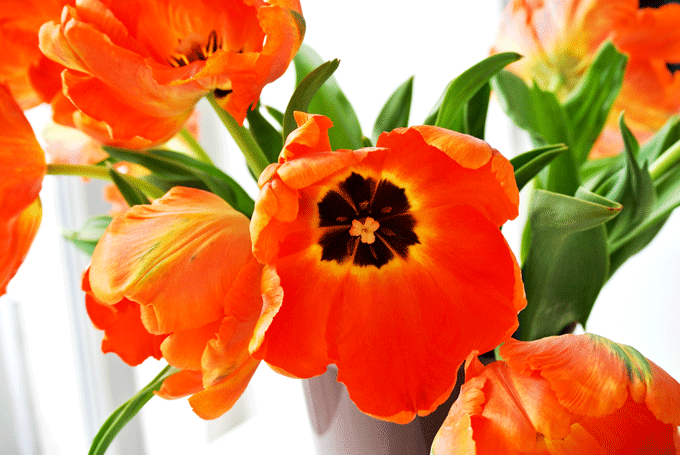 foodblog, fit essen, TCM Rezepte, besser essen, einfach Gemüse, glutenfrei, Spargel, Paprika, Basilikum, Cashew